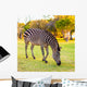 Plains Zebra Equus Quagga Wall Mural