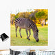 Plains Zebra Equus Quagga Wall Mural