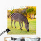 Plains Zebra Equus Quagga Wall Mural