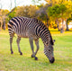 Plains Zebra Equus Quagga Wall Mural