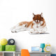 brown siberian husky in specs reading a book Wall Decal