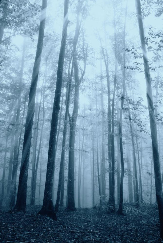 Wood with Fog and