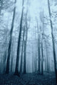 Wood with Fog and