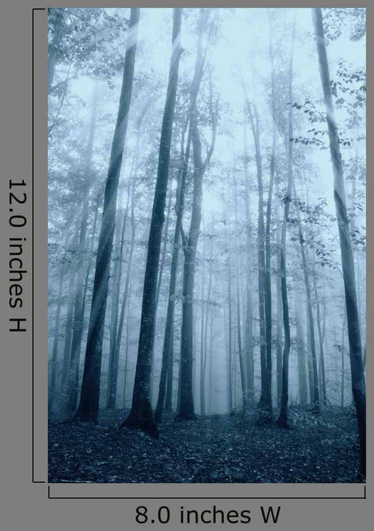 Wood with Fog and