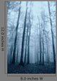 Wood with Fog and