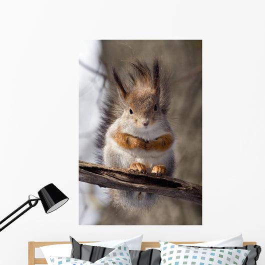 Squirrel on a Twig 4 Wall Mural