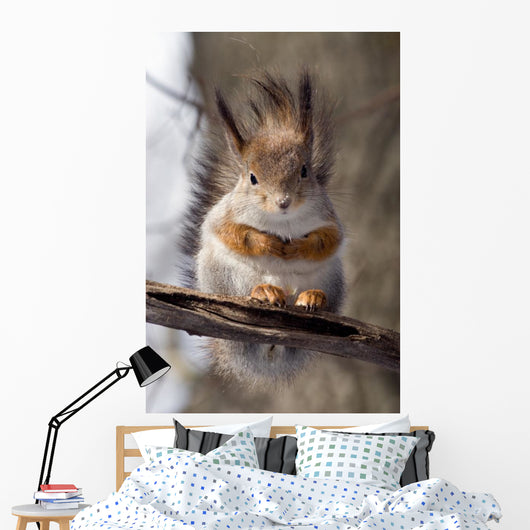 Squirrel on a Twig 4 Wall Mural