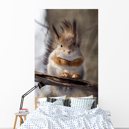 Squirrel on a Twig 4 Wall Mural