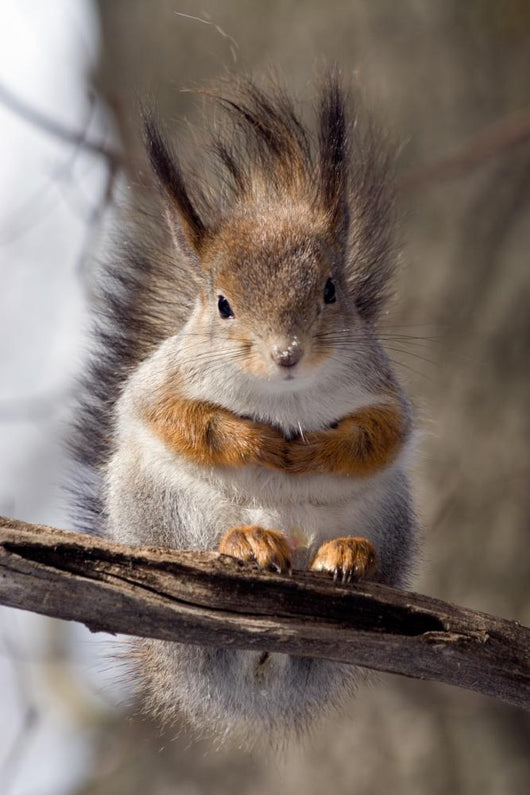 Squirrel on a Twig 4 Wall Mural