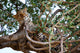 Leopard Tree Wall Mural