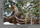 Leopard Tree Wall Mural