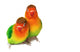 Pair of lovebirds agapornis-fischeri isolated on white. Wall Decal