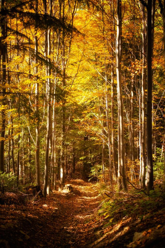Beautiful Autumn Woods Landscape