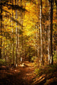 Beautiful Autumn Woods Landscape