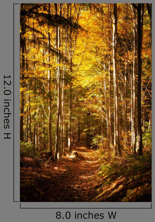 Beautiful Autumn Woods Landscape