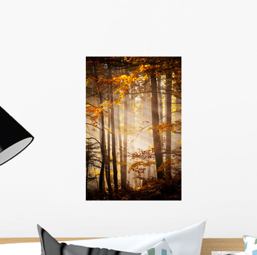 Beautiful Autumn Woods Landscape