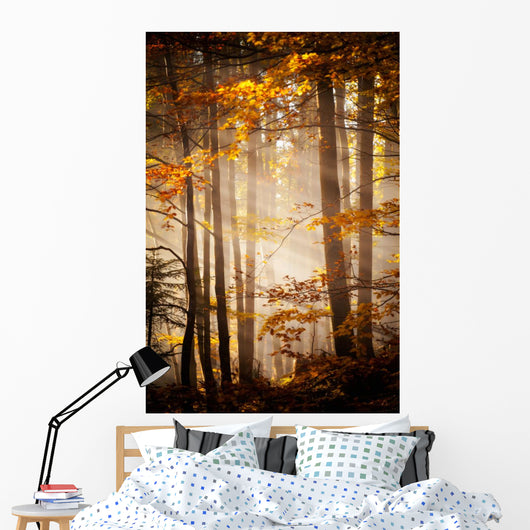 Beautiful Autumn Woods Landscape