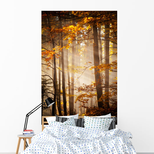 Beautiful Autumn Woods Landscape
