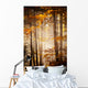 Beautiful Autumn Woods Landscape