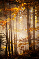 Beautiful Autumn Woods Landscape