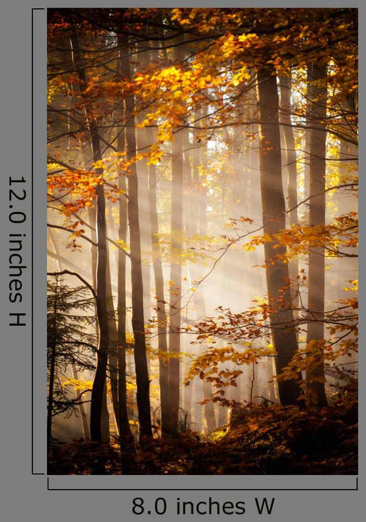 Beautiful Autumn Woods Landscape