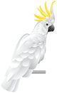 Cockatoo Parrot