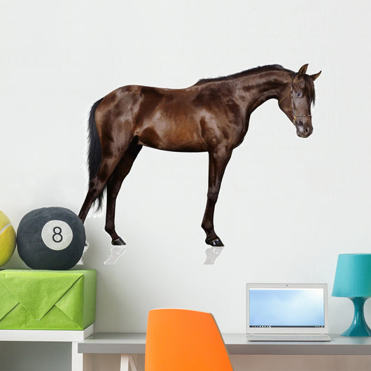 Arabian Stallion White