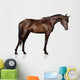 Arabian Stallion White