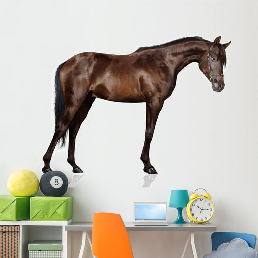 Arabian Stallion White