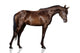 Arabian Stallion White