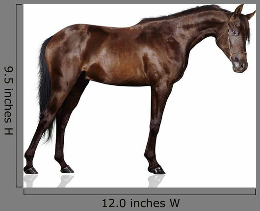 Arabian Stallion White