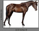 Arabian Stallion White