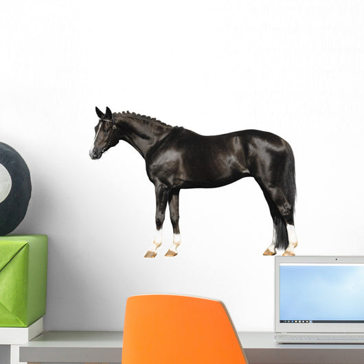 trakehner stallion on white Wall Decal