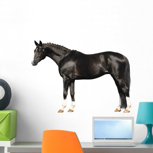 trakehner stallion on white Wall Decal