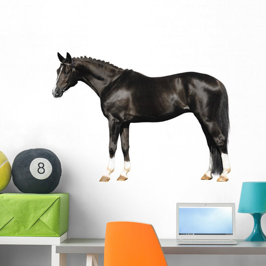 trakehner stallion on white Wall Decal