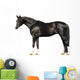 trakehner stallion on white Wall Decal