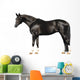 trakehner stallion on white Wall Decal