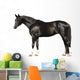 trakehner stallion on white Wall Decal