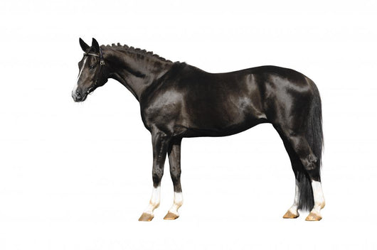 trakehner stallion on white Wall Decal