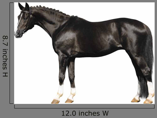 trakehner stallion on white Wall Decal