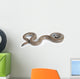 Rosy Boa on White Background Wall Decal