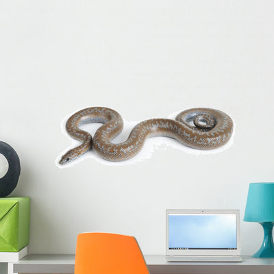 Rosy Boa White Wall Decal shown on a wall