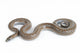Rosy Boa on White Background Wall Decal