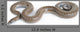 Rosy Boa on White Background Wall Decal