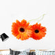 Orange Gerbera Wall Decal