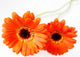 Orange Gerbera Wall Decal