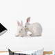 Cute Rabbit