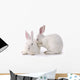 Cute Rabbit
