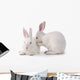 Cute Rabbit