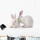 Cute Rabbit